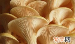 蘑菇种植方法 4个步骤种植出美味的蘑菇