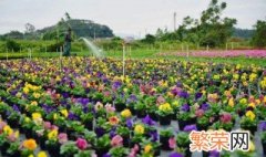 花卉栽培主要步骤 盆栽花卉栽培管理的基本方法有几种