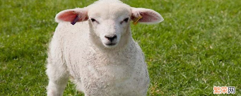 羊为什么是牛科动物 羊是牛科动物吗