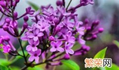 紫丁香的花语 紫丁香的花语和寓意