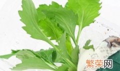 翠菊栽培方法 如何栽翠菊