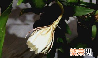 看见昙花开花是好兆头吗 看到昙花开花有什么预兆吗