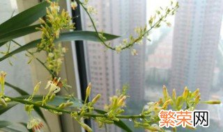 龙须树开花什么兆头 龙须树开花了