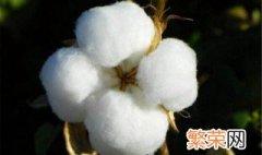 棉花的特点和作用是什么 棉花的特点和作用介绍