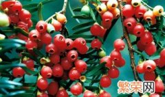 红豆杉果子有什么作用与功效 红豆杉果子作用与功效有哪些