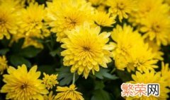 重阳节和菊花的关系 重阳节和菊花有什么关系