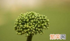 三七种植方法 三七花的养殖方法