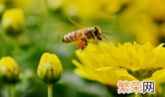 蜜蜂防螨方法 需要准备什么呢