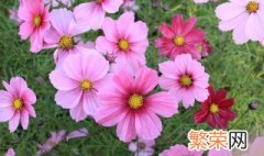 波斯菊叶子生虫怎么解决方法 波斯菊叶子生虫怎么解决