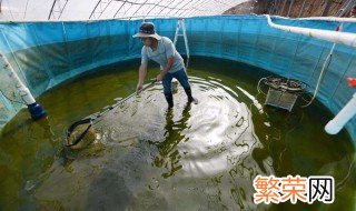 养鱼技术和方法 池塘养鱼技巧