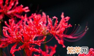 曼珠沙华花语是什么 曼珠沙华佛教花语