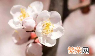 杏花的花语是什么样的 杏花的花语是什么