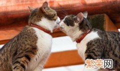 黑猫跟白猫会生出什么猫 白猫和黑猫能不能生出灰猫