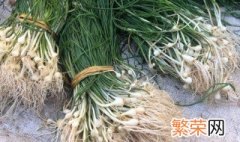 藠头种植技术方法 藠头怎么种植？