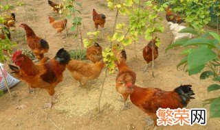 农家喂鸡方法 吃些什么好呢