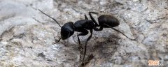 蚂蚁的叫声是怎么叫的 蚂蚁的叫声是什么