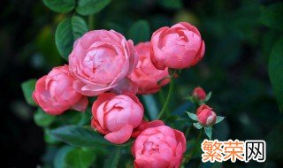 月季花花语大全图片 月季花花语大全