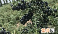 黑枸杞的种植方法 黑枸杞如何种植