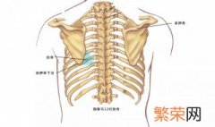 根据骨的形态可分为哪四类 根据骨的形态可分为几类