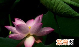 水芙蓉过冬方法 水芙蓉过冬方法是什么