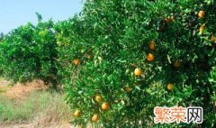 种柑橘的步骤 种柑橘的正确步骤