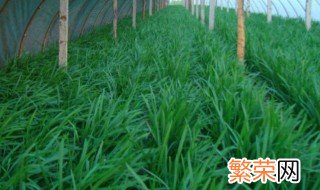 韭菜在院子种植方法 韭菜如何种植