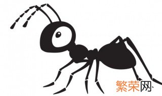 不同家族的蚂蚁为什么会打架? 同种类的蚂蚁会打架吗