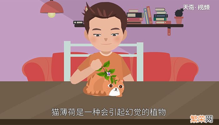 猫薄荷是什么 猫薄荷是什么东西