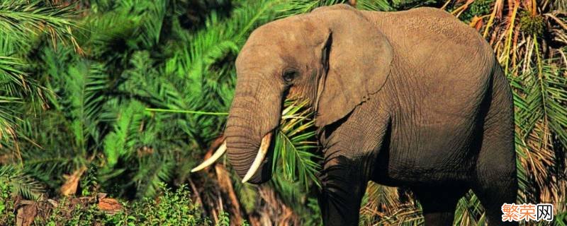 保护大象的宣传语 关于保护大象的宣传语