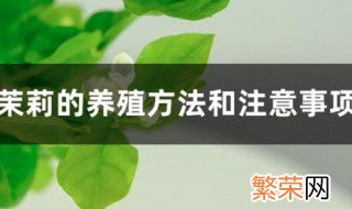 法国香水茉莉的养殖方法和注意事项 法国香水茉莉的养殖方法和注意事项有哪些