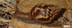 非洲大蜗牛为什么不能摸 不小心摸了非洲大蜗牛怎么办