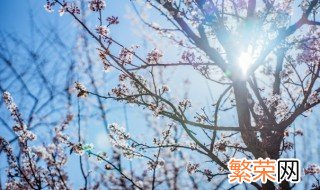 梅花冬季落叶吗 梅花夏季落叶要怎么办