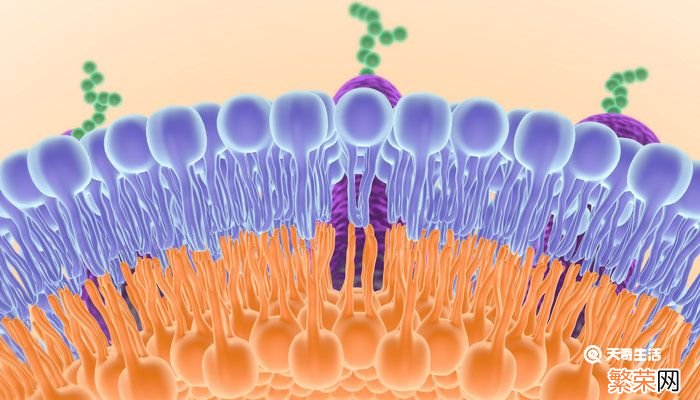 细胞膜的功能 细胞膜有什么功能