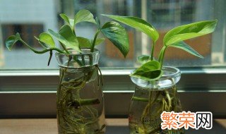 绿萝移植水培的方法 绿萝怎么移植水培