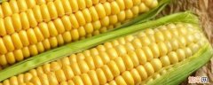 白玉米和黄玉米的区别 白玉米和黄玉米的区别对比