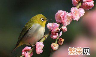 绣眼鸟冬天喂食方法 绣眼鸟冬天喂食方法介绍