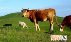 养肥牛最佳方法 如何养牛