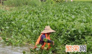 清理水葫芦什么方法好 清理水葫芦的方法和技巧