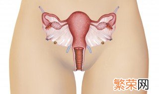 三伏贴女性贴哪些部位 三伏贴女性贴什么部位