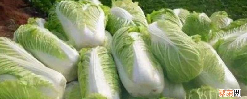 白菜要煮多久才会熟 白菜煮多久才会煮熟