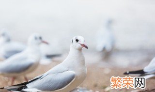 夜晚捉鸽子的最好的方法是什么 夜晚捉鸽子的最好的方法