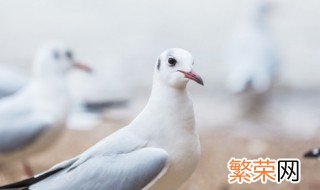 鸽子缺钙了有什么补救方法 鸽子缺钙了有什么补救方法视频