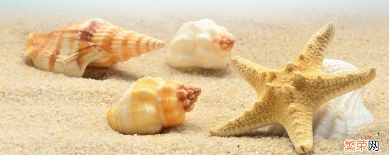 贝壳像什么小动物图片 贝壳像什么小动物