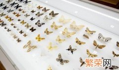 为什么夏天电灯光下有一群小虫在飞 为什么夏天电灯光下有一群小虫在飞叫