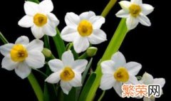 水仙花土养方法 水仙花如何土养