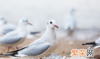 鸽子血有寄生虫吗 鸽子血里有寄生虫吗