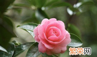 茶花开完花以后怎么管理 茶花快开花了怎么养护