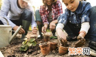 棉花柳怎么养 棉花柳有什么用