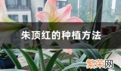 朱顶红幼苗种植方法 朱顶红种前应该如何处理