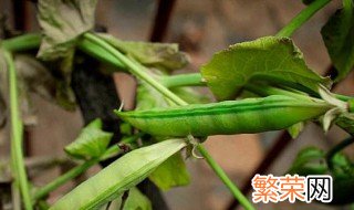 种植豌豆最好的方法 什么时间种植最合适